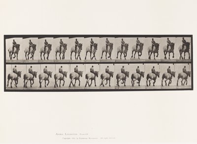 Plate 599. Trav; Bareback; Mørkegrå Dusel av Eadweard Muybridge