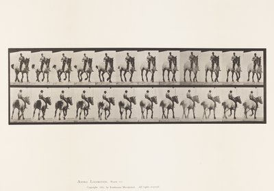 Tallerken 600. Trav; Bareback; Mørkegrå Dusel av Eadweard Muybridge