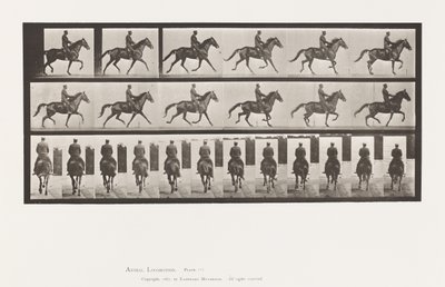 Plate 601. Trav; Sal; Brown Mare Beauty av Eadweard Muybridge
