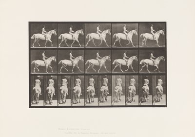 Plate 603. Trav; Sal; Ride, 43, bred, lysegrå hest Smith av Eadweard Muybridge