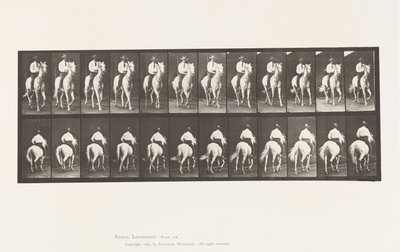 Plate 604. Trav; Sal; White Horse, Elberon av Eadweard Muybridge
