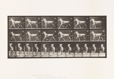 Plate 610. Trav; Sulky; Grey Mare, Katydid av Eadweard Muybridge