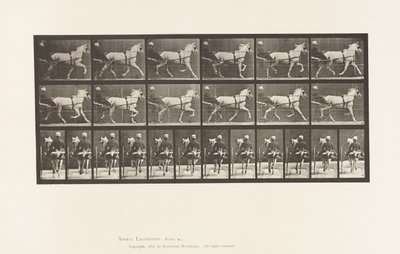 Plate 611. Trav; Sulky; Grey Mare, Katydid av Eadweard Muybridge