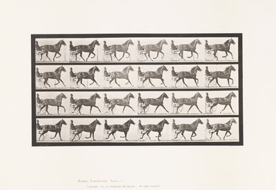 Plate 614. Trav; Bryte til galopp; Sorrel Mare Flode Holden av Eadweard Muybridge