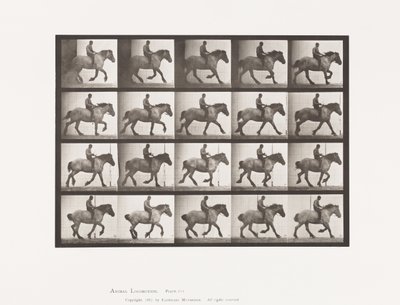 Tallerken 615. Galopp: Barrygg; Mørkegrå belgisk hest Hansel av Eadweard Muybridge