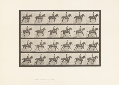 Tallerken 616. Galopp; Sal; Bay Horse Daisy av Eadweard Muybridge
