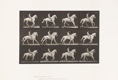 Plate 617. Galopp; Bareback; Rytter, 106, naken; White Horse Clinton, 1885 av Eadweard Muybridge