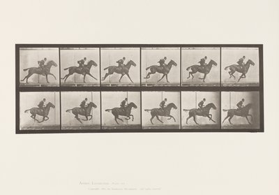 Plate 624. Galopp; Sal; Bay Horse Daisy av Eadweard Muybridge