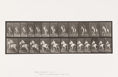 Tallerken 630. Galopp; Sal; Grå Mare Pandora av Eadweard Muybridge