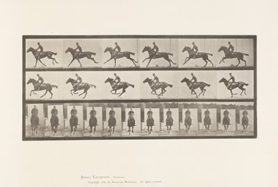 Plate 631. Galopp; Sal; Fullblods Bay-hestebukett av Eadweard Muybridge