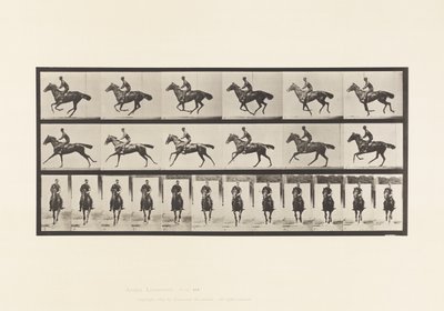 Plate 632. Galopp; Sal; Fullblods Bay-hestebukett av Eadweard Muybridge