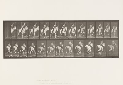 Tallerken 635. Galopp; Sal; Grey Mare, Pandora av Eadweard Muybridge