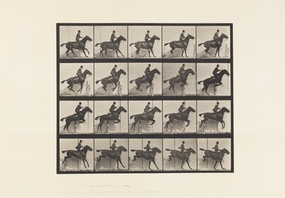 Plate 638. Hoppe et hinder; Sal; Bay Horse Daisy av Eadweard Muybridge