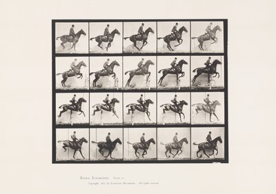 Plate 640. Hoppe et hinder; Sal; Bay Horse Daisy av Eadweard Muybridge