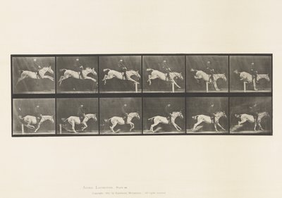 Plate 641. Hoppe et hinder; Sal; Bank over hinder og av Eadweard Muybridge