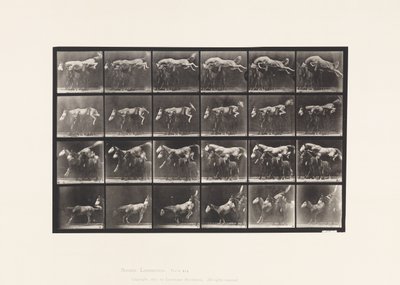 Plate 648. Hoppe over tre hester; A,B; Chestnut Horse Hornet av Eadweard Muybridge