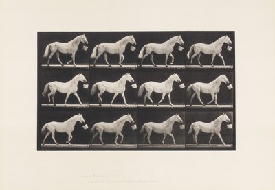Tallerken 650. Gå med bøtte i munnen; Lys grå hest av Eadweard Muybridge