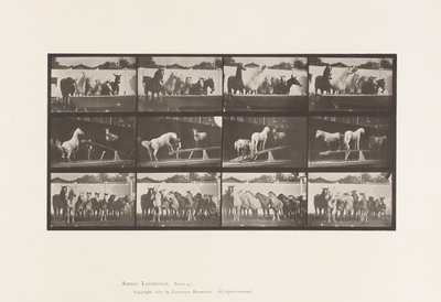 Plate 651.A, Klokkering; B, Teeter Board; C, Militærøvelse av Eadweard Muybridge