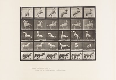 Plate 652. A, B, C, D, E, Hesteoppdrett, etc. av Eadweard Muybridge