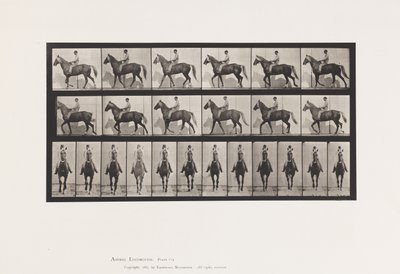 Plate 654. Gående; Sal; Lam, høyre foran fot;Heste-bukkeskinn av Eadweard Muybridge