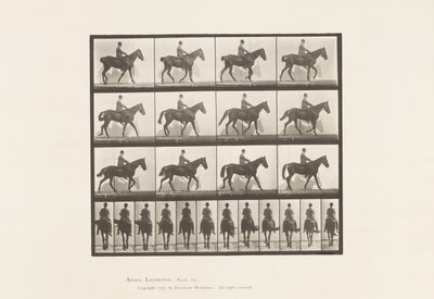 Tallerken 655. Gående; Sal; Spavin, høyre bakben; Hest av Eadweard Muybridge