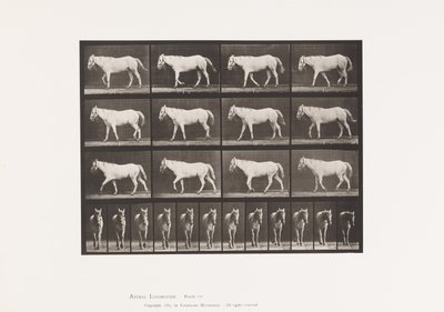 Plate 656. Gående; Gratis; Ossifikasjon av brusk av Eadweard Muybridge