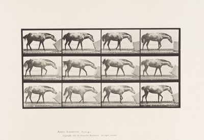 Plate 657. Rolling a Box; Ponni, Lotta av Eadweard Muybridge