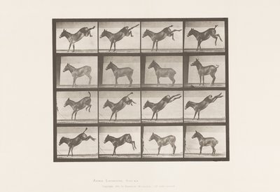 Tallerken 658. Muldyr; A, sparker; B, sparker Ruth av Eadweard Muybridge