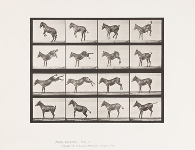 Tallerken 659. Muldyr; A, B, Bucking og Kicking; Ruth av Eadweard Muybridge