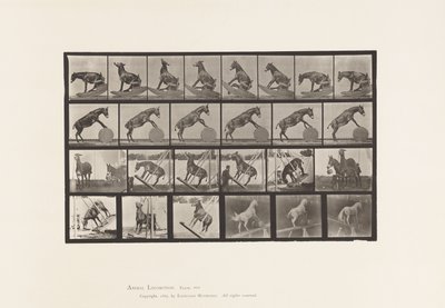 Tallerken 660. Muldyr; Diverse forestillinger Denver av Eadweard Muybridge