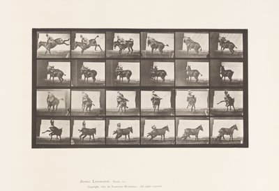 Plate 661. Muldyr; A, B, Et ildfast dyr Ruth av Eadweard Muybridge