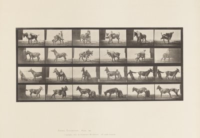 Plate 662. Muldyr; A, B, A Ildfast dyr Denver av Eadweard Muybridge