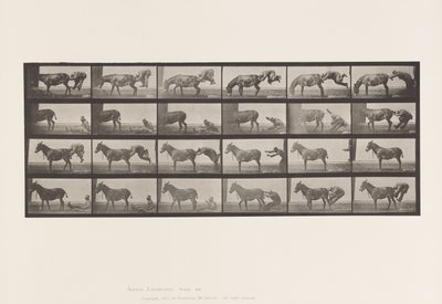Plate 663. Muldyr; A, B, A Ildfast dyr Denver av Eadweard Muybridge