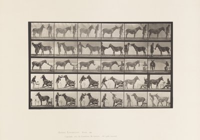 Plate 664. Muldyr; Ulike forestillinger; ved et bord osv. av Eadweard Muybridge