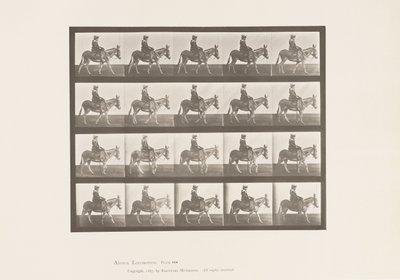 Plate 666. Ass; Turgåing; Sal; En jente som rir, Zoo av Eadweard Muybridge