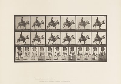 Plate 667. Ass; Turgåing; Sal; En gutt som rir, Zoo av Eadweard Muybridge