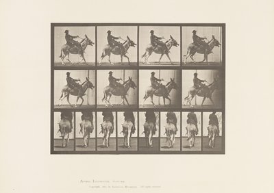 Plate 668. Ass; Ambling; Sal; En gutt som rir, Zoo av Eadweard Muybridge