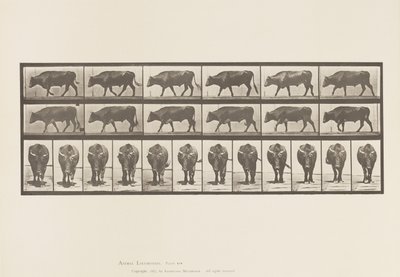 Plate 670. Okse; Går av Eadweard Muybridge