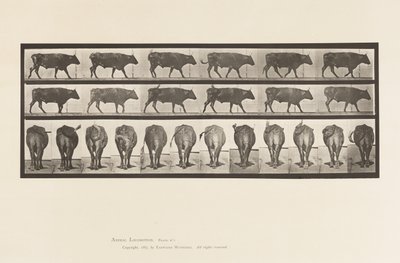 Plate 671. Okse; Går av Eadweard Muybridge