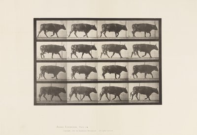 Plate 672. Okse; Trav av Eadweard Muybridge