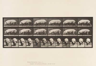 Plate 673. Purke; Går av Eadweard Muybridge