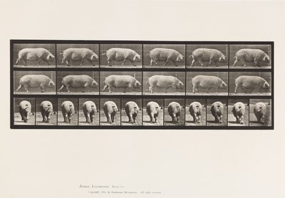 Plate 674. Purke; Går av Eadweard Muybridge