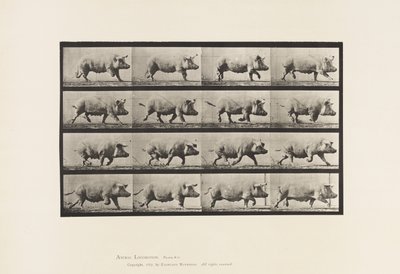 Tallerken 675. Purke; Trav av Eadweard Muybridge