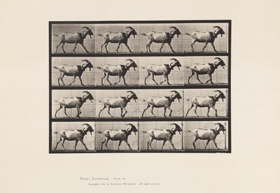 Plate 676. Geit; Går av Eadweard Muybridge