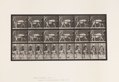 Plate 677. Geit; Vandrer i Sulky av Eadweard Muybridge