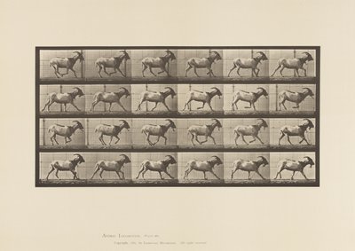 Plate 679. Geit; Galopperende av Eadweard Muybridge