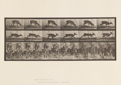 Plate 681. Virginia Deer; (Ingen gevir) Bukk går av Eadweard Muybridge
