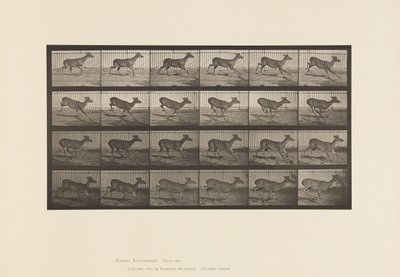 Plate 683. Virginia Deer; (Ingen gevir); Buck; Galopperende av Eadweard Muybridge