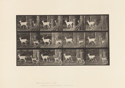 Plate 685. Dåhjort; Buck and Doe; Trav av Eadweard Muybridge