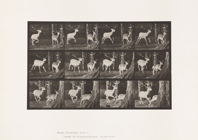 Plate 686. Dåhjort; Buck and Doe; Galopperende av Eadweard Muybridge